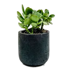 Mini Wilson Line - Goody 3