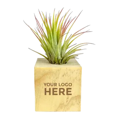 Mini Air Plant Cube 3