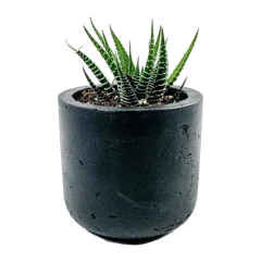 Mini Wilson Line - Goody 2