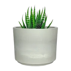 Mini Mason Line - Goody 1