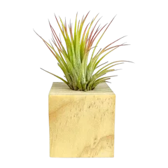 Mini Air Plant Cube 2