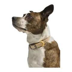 Waterproof Dog Collar