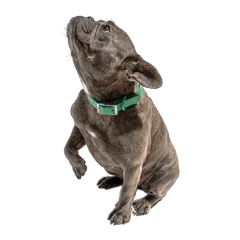 Waterproof Dog Collar