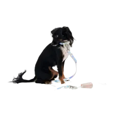 Waterproof Dog Leash